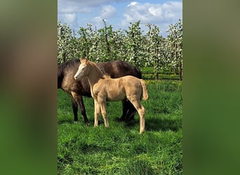 German Riding Pony, Stallion, Foal (03/2024), Perlino, in Hamburg,