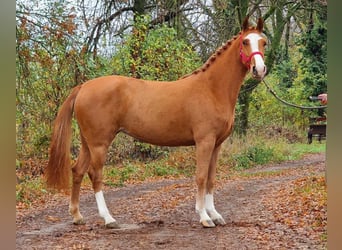 Kuc walijski sekcji B, Klacz, 4 lat, 138 cm, Kasztanowata, in Gyula