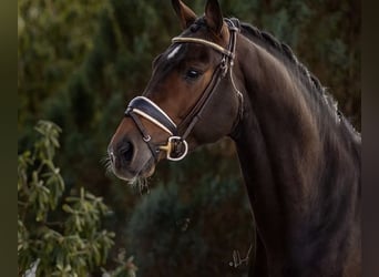 Oldenburgo, Caballo castrado, 9 años, 173 cm, Castaño oscuro, in Rosenheim