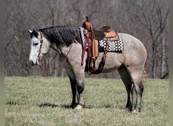 Quarter horse américain, Hongre, 6 Ans, Gris pommelé, in Mount vernon Ky,