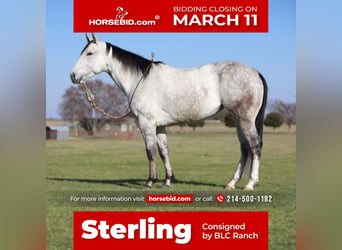 American Quarter Horse, Merrie, 5 Jaar, 145 cm, Schimmel, in Grand Saline, TX,