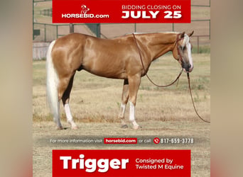 Quarter horse américain Croisé, Hongre, 8 Ans, 147 cm, Palomino, in Pilot Point, TX,
