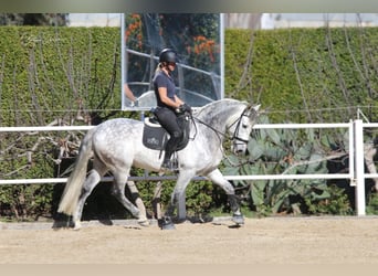 Andalou, Hongre, 8 Ans, 163 cm, Gris, in Malaga,