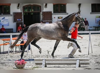 Cheval de sport suisse, Jument, 4 Ans, 173 cm, Gris pommelé, in Bellelay,