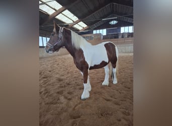 Tinker, Stute, 9 Jahre, 150 cm, Schecke, in Pichl bei wels