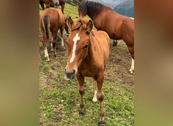 Freiberger Mix, Mare, Foal (05/2024), Chestnut-Red, in Guarda,