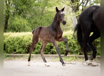 Hanoverian, Stallion, Foal (03/2024), 16.3 hh, Smoky-Black, in Otterndorf,