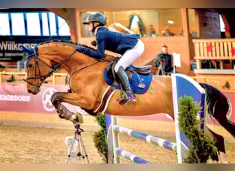 Mare 10 years