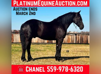 Percheron, Castrone, 9 Anni, 160 cm, Morello, in Jacksboro TX,