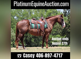 American Quarter Horse, Wallach, 11 Jahre, 147 cm, Dunkelfuchs, in Jacksboro TX,