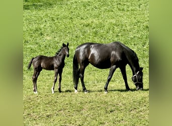 German Sport Horse, Stallion, Foal (03/2024), Black, in Niederstetten,