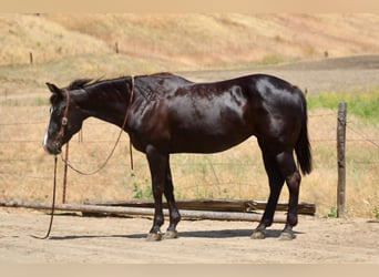 American Quarter Horse, Merrie, 12 Jaar, 160 cm, Zwart, in King City