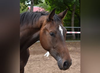 Gelding 3 years