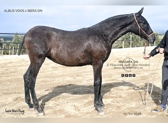 PRE Mix, Stute, 1 Jahr, Fliegenschimmel, in Arjona