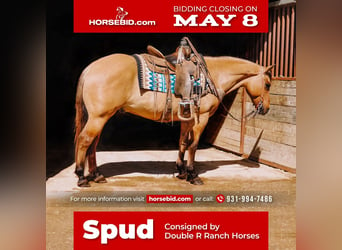 American Quarter Horse, Gelding, 12 years, Dun, in Lyles, TN,
