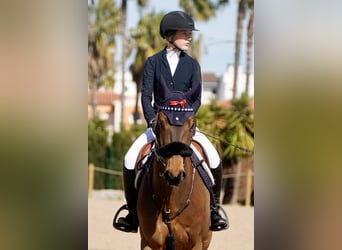 Selle Français, Giumenta, 9 Anni, 168 cm, Baio, in Gorla Minore