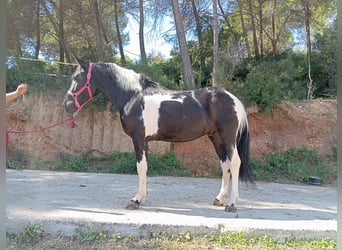 Plus de poneys/petits chevaux, Hongre, 3 Ans, 144 cm, Pinto, in Terrassa
