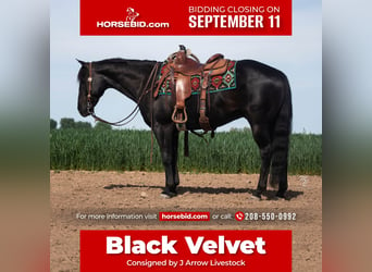 American Quarter Horse, Gelding, 9 years, 14.3 hh, Black, in Caldwell, ID,