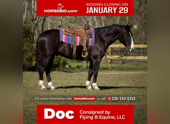 Paint Horse, Hongre, 7 Ans, 150 cm, Noir, in Huntsville, TX,