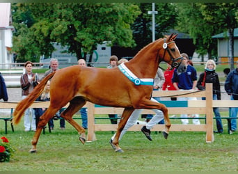 Bayerisches Warmblut, Stute, 21 Jahre, 166 cm, Fuchs, in Bad Birnbach
