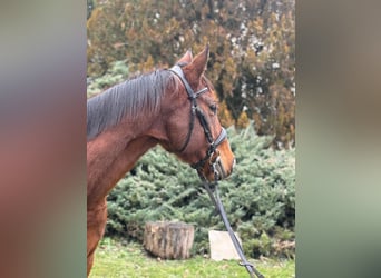 Englisches Vollblut, Stute, 5 Jahre, 165 cm, Brauner, in coinsins