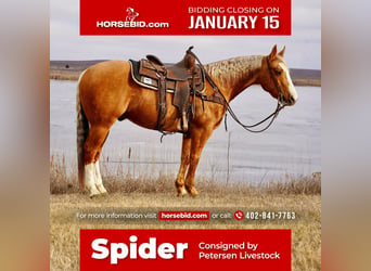 Quarter horse américain, Hongre, 11 Ans, 150 cm, Palomino, in Valley Springs, SD,