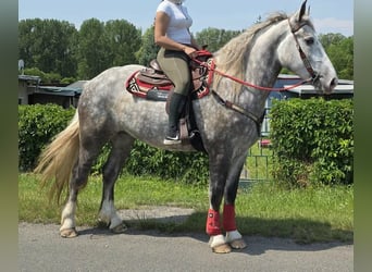 Meer koudbloeden, Merrie, 3 Jaar, 154 cm, Appelschimmel, in Linkenbach
