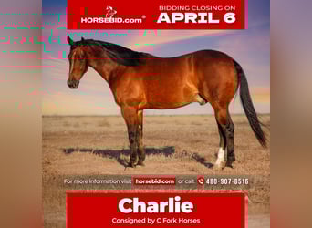 American Quarter Horse, Wałach, 4 lat, 150 cm, Gniada, in Amarillo