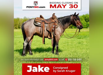 Plus de poneys/petits chevaux, Hongre, 6 Ans, Roan-Bay, in Valley Springs, SD,