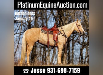 Quarter horse américain, Hongre, 9 Ans, 152 cm, Palomino, in Santa Fe TN,