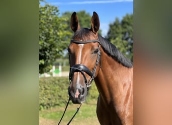 Other Warmbloods, Mare, 11 years, 16.1 hh, Brown, in Westerkappeln,
