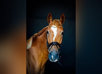 Wallach 4 Jahre Wallach 4 Jahre