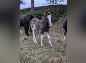 Criollo, Semental, 1 año, 156 cm, Overo-todas las-capas, in sommerkahl,