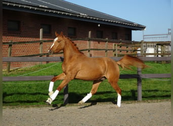 Belgian Riding Pony, Gelding, 3 years, 14.1 hh, Chestnut-Red, in Poperinge,