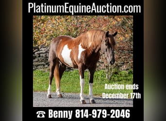 Paint Horse, Wallach, 7 Jahre, 140 cm, Tobiano-alle-Farben, in Everett PA,