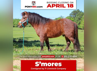 Meer ponys/kleine paarden, Ruin, 8 Jaar, 89 cm, Roan-Bay, in Rusk, TX,