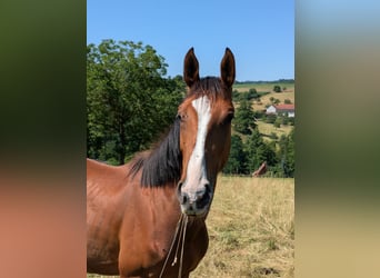 Zangersheider, Mare, 3 years, Brown, in Reichelsheim