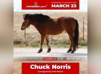 More ponies/small horses, Gelding, 8 years, 11 hh, Bay, in Forney