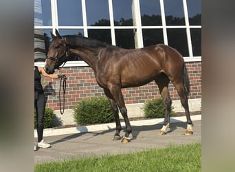 Mare 3 years