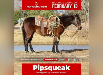 Quarter horse américain Croisé, Hongre, 7 Ans, 142 cm, Bai cerise, in Joshua, TX,