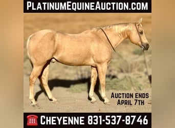Quarter horse américain, Hongre, 12 Ans, 155 cm, Palomino, in Bitterwater CA,