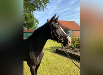 Mare 14 years
