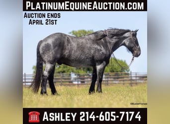 Quarter horse américain, Hongre, 9 Ans, 163 cm, Rouan Bleu, in Weatherford TX,