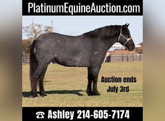 Quarter horse américain, Hongre, 11 Ans, 165 cm, Rouan Bleu, in weatherford TX,