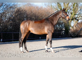 Hannoveraner, Wallach, 8 Jahre, 175 cm, Dunkelbrauner, in Güby