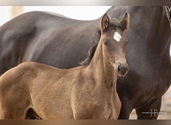 Trakehner, Stallion, 1 year, 16.2 hh, Black, in Dautphetal,