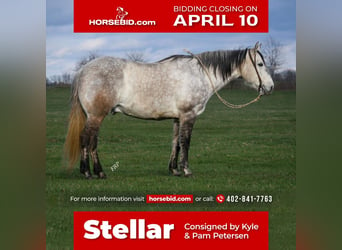 Quarter horse américain, Hongre, 9 Ans, 157 cm, Gris, in Valley Springs, SD,