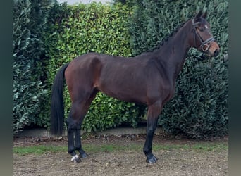 KWPN, Mare, 4 years, 16 hh, Bay-Dark, in Oud Gastel,