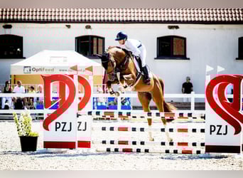 Polish sport horse, Stallion, 5 years, 16,1 hh, Chestnut-Red, in Turów