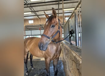 Thoroughbred, Mare, 5 years, 16.2 hh, Bay, in Tyler,